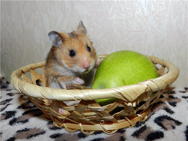 Which hamster is better than Dzungarian or Syrian: differences, comparison, which one is better to choose for a child