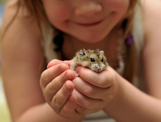 Which hamster is better to have, how to choose a hamster for a child, where to buy and what to look for