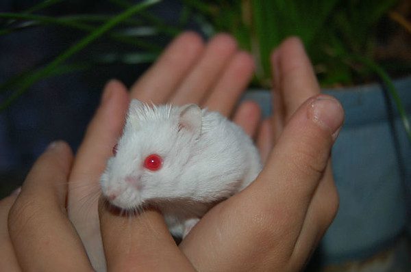 White albino hamsters with red eyes (description and photo)