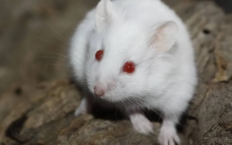 White albino hamsters with red eyes (description and photo)