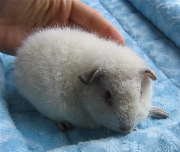 White guinea pig: photo and description