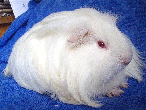 White guinea pig: photo and description