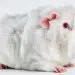 Colors of guinea pigs: black, white, red, agouti and others (photo)