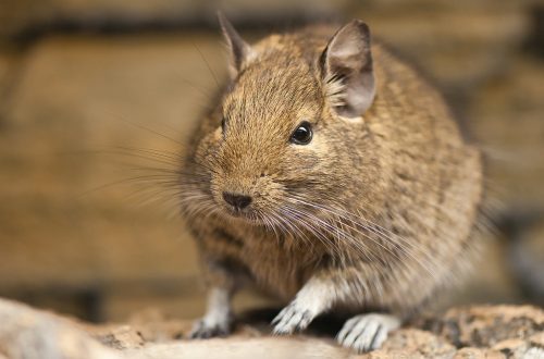 Who are degus?