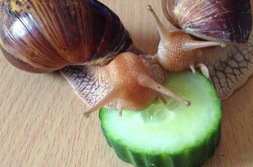 Who are grape snails: growing and breeding individuals