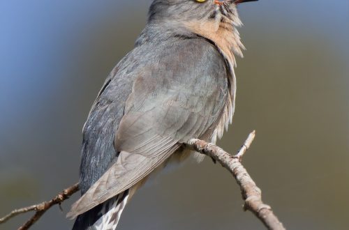 Who is a cuckoo: what it looks like, what lifestyle it leads, reproduction features and its role in the ecosystem