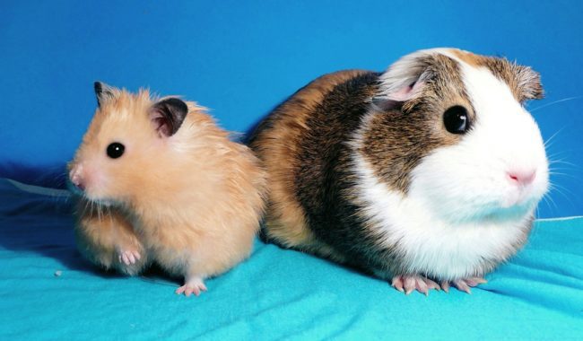 Who is better: a hamster or a guinea pig, whom to get for a child?