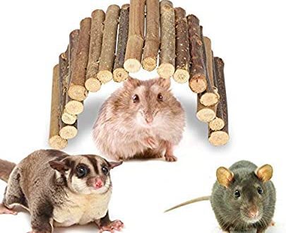 Who is better: a hamster or a rat, differences from a rabbit, chinchilla and parrot