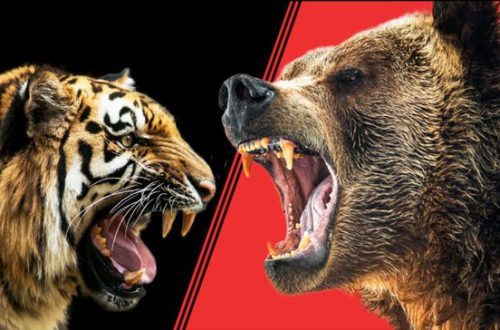 Who is stronger: a lion or a bear or a tiger? Features of animal tactics