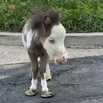 Who said small horses are less productive?