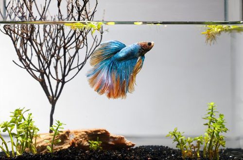 Whom to add to the aquarium to the cockerel?