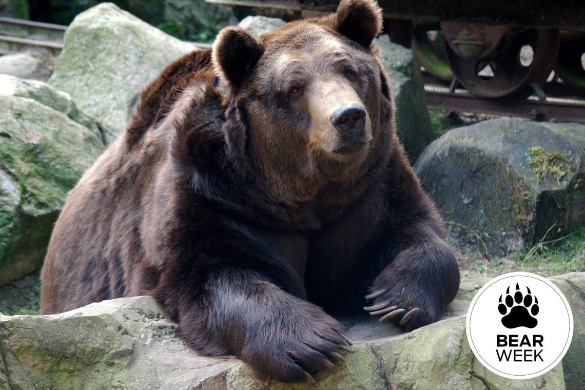 Why a bear was called a bear: where did this word come from