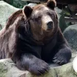 Why a bear was called a bear: where did this word come from