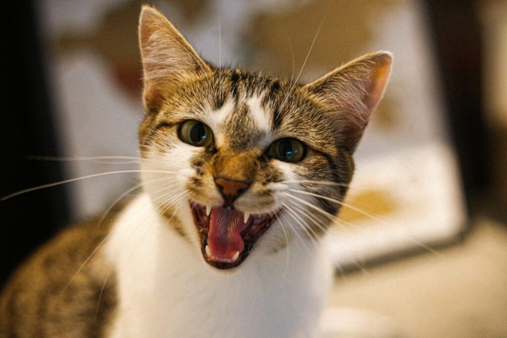 Why a cat constantly meows: when such behavior is natural