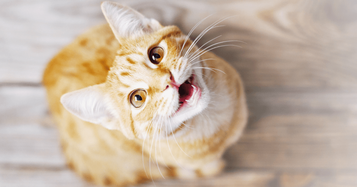 Miks kass pidevalt niidab: kui selline käitumine on loomulik