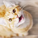 Why a cat constantly meows: when such behavior is natural