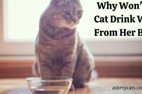 Why a cat does not drink water from a bowl and how to train it