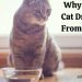Feed your cat fish to keep her healthy