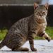 Ear infections in cats: symptoms, diagnosis, treatment and prevention