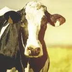 Why a cow poops a tortilla: about the features of the diet