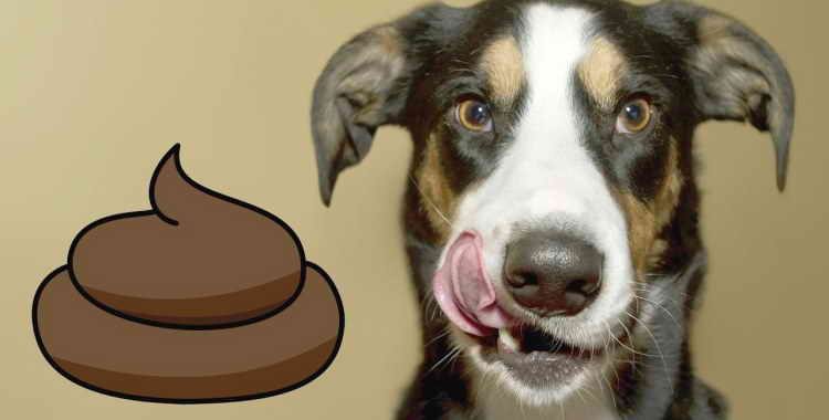 Why a dog eats its own feces: we understand the reasons