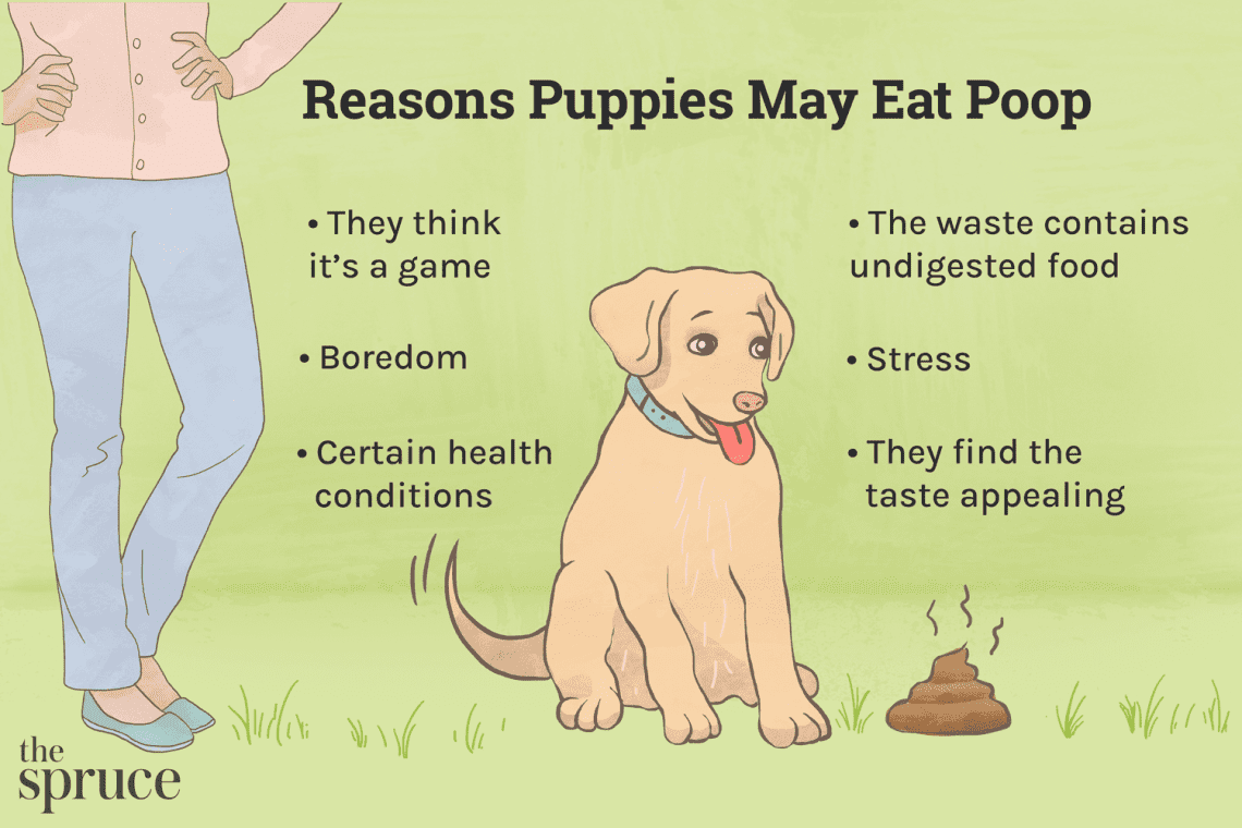 Miks koer sööb oma väljaheiteid: me mõistame põhjuseid