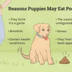 Why a dog eats its own feces: we understand the reasons