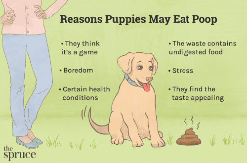 Why a dog eats its own feces: we understand the reasons