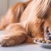 Why the dog does not eat and what to do about it