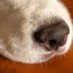 Why a dog has a dry nose: when not to worry
