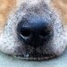 Why a dog has a dry nose: when not to worry