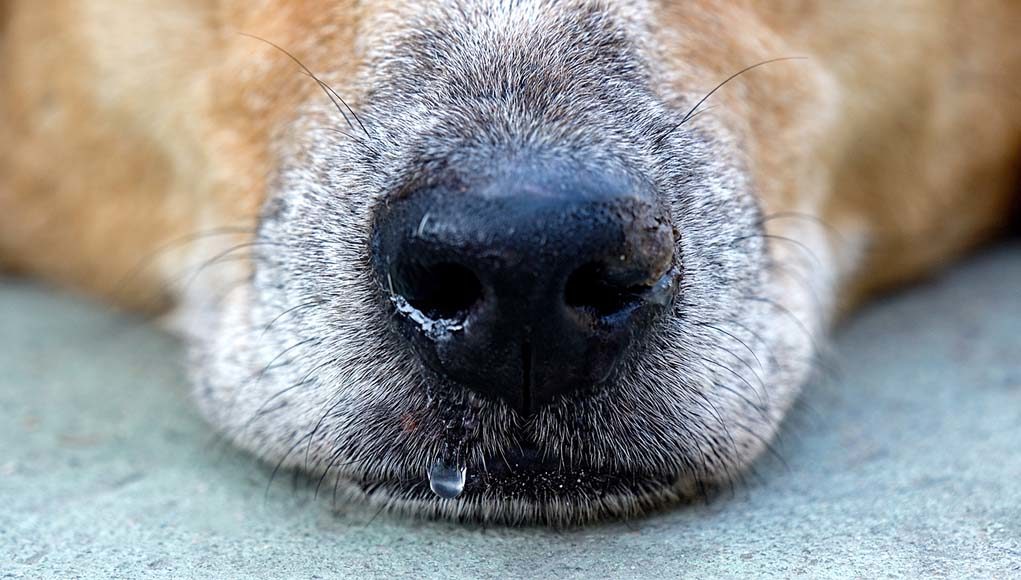 Why a dog has a wet nose: when to beware