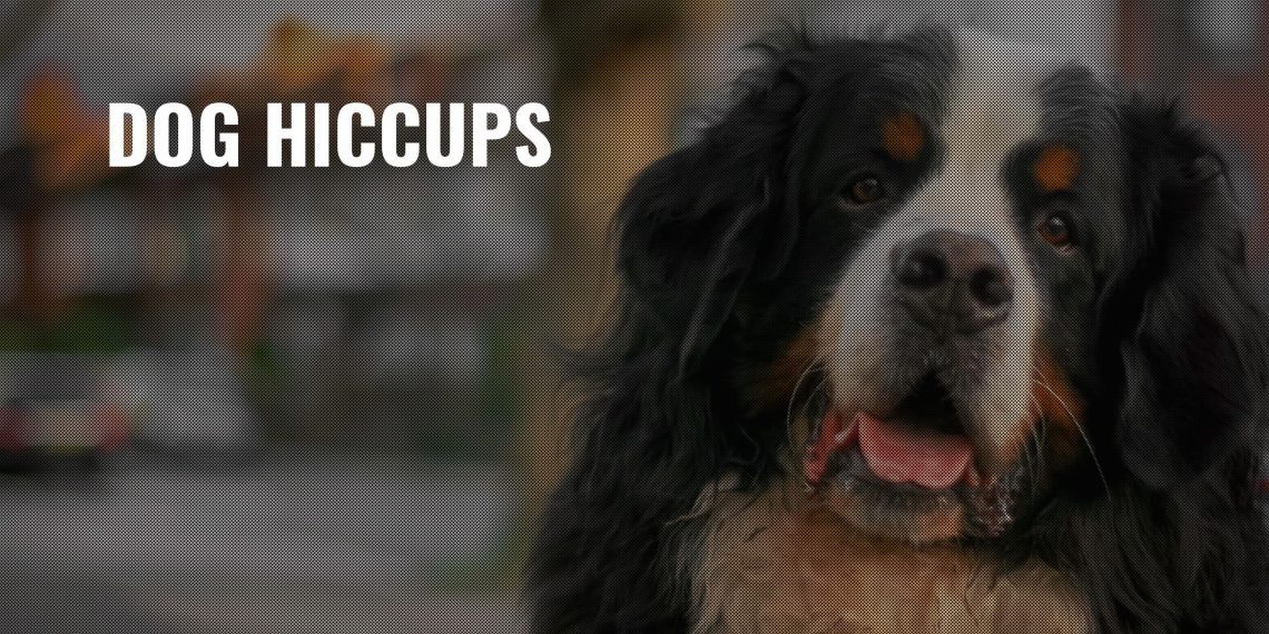 Why a dog hiccups: causes and first aid