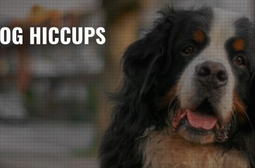Why a dog hiccups: causes and first aid
