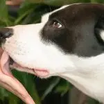 Why a dog licks a person: about natural instincts