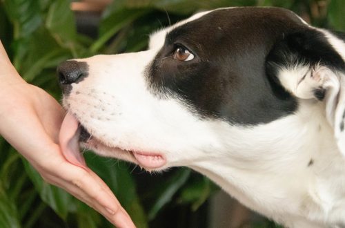 Why a dog licks a person: about natural instincts