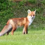 Why a fox was called a fox and what else is a fox called