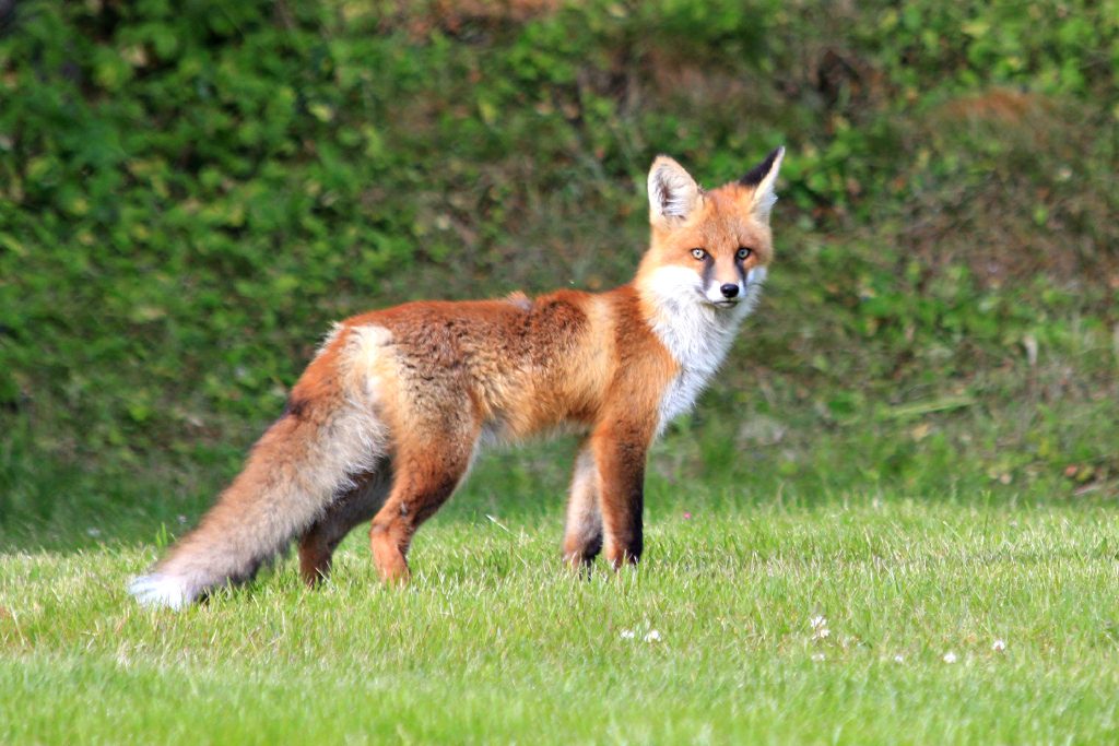 Why a fox was called a fox and what else is a fox called