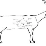 Why a goat poops peas: how does the goat’s esophagus work