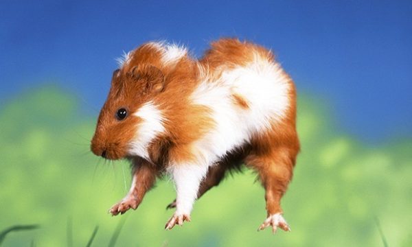 Why a guinea pig jumps, twitches and shakes its head - popcorning (video)
