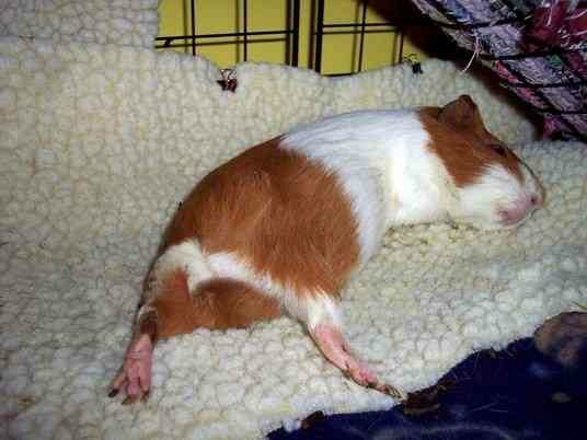 Why a guinea pig jumps, twitches and shakes its head - popcorning (video)