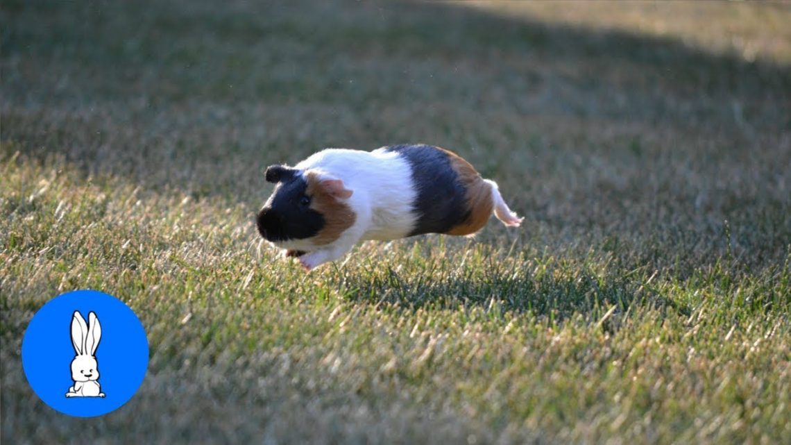 Why a guinea pig jumps, twitches and shakes its head &#8211; popcorning (video)