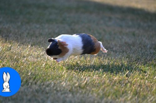 Why a guinea pig jumps, twitches and shakes its head &#8211; popcorning (video)