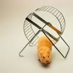 Why a hamster does not run in a wheel, how to teach
