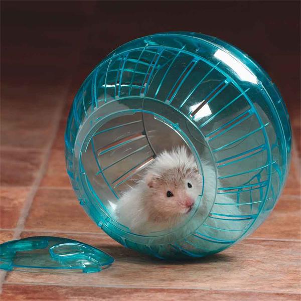 Why a hamster does not run in a wheel, how to teach