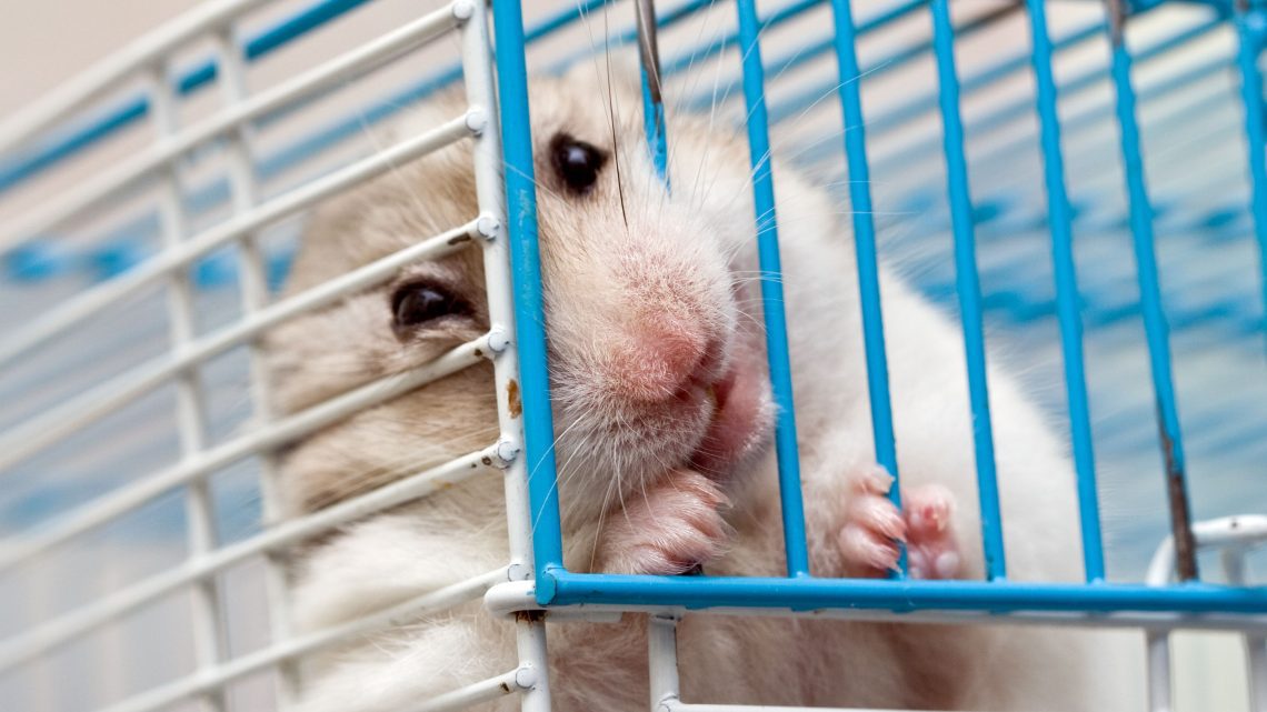 Miks hamster puuri närib: kuidas probleemi lahendada