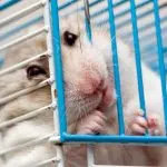 Why a hamster gnaws a cage: how to solve the problem