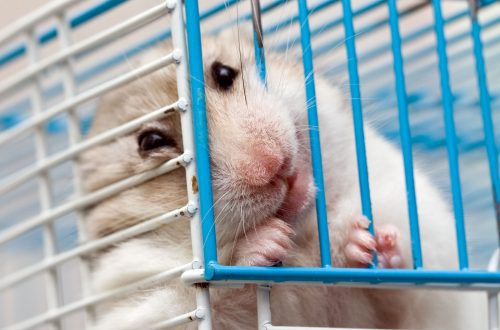 Why a hamster gnaws a cage: how to solve the problem