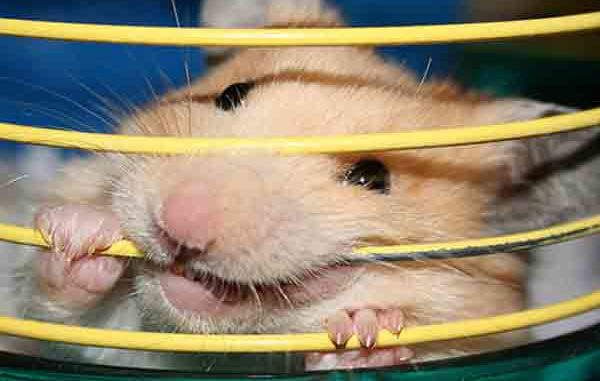 Why a hamster gnaws a cage, what to do, how to wean