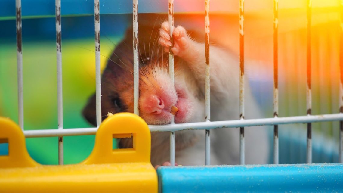 Why a hamster gnaws a cage, what to do, how to wean